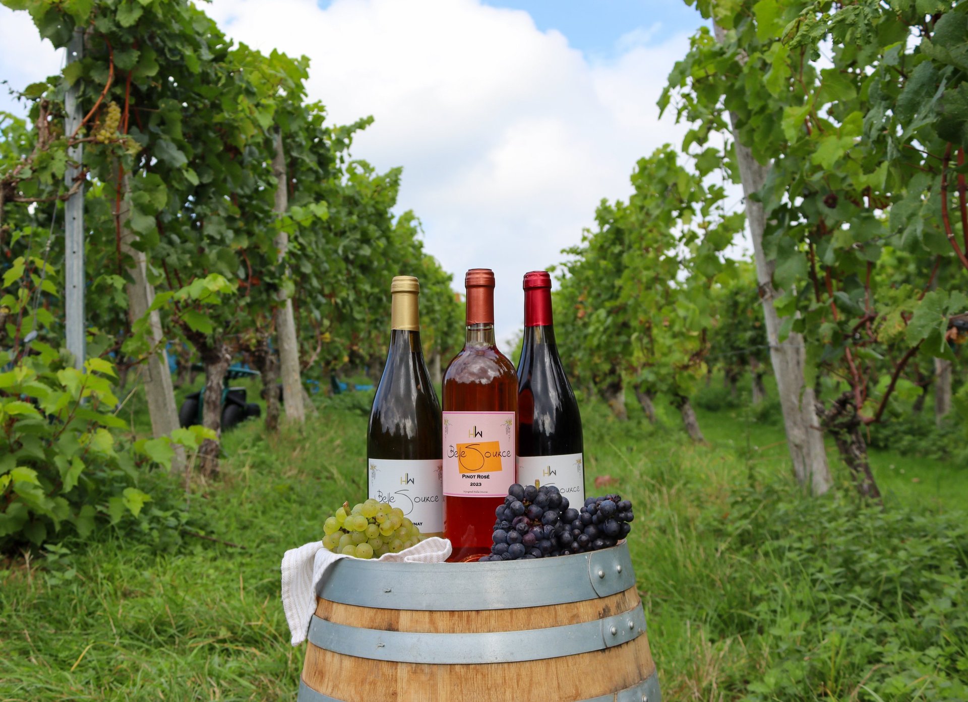 Three wine bottles and fresh grapes displayed on a wooden barrel in a vineyard with rows of grapevines in background